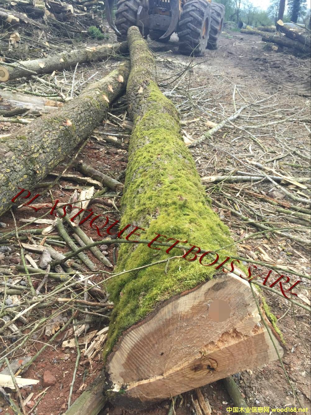 �W�� ��ľ ԭľ