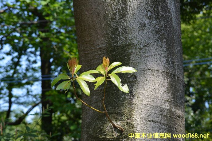 ���ݿڰ��״��M�ڼt�ԭľ