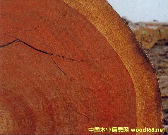 ���H����棺ȫ��딵�Ƿ�ľ��������ӡ �������W����