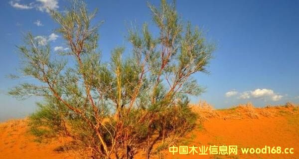 ������˹�̺�ľ�I��a10�f�����ͭh�����������|�w��ȼ���Ŀ��