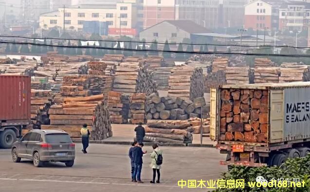 CITES��Ҏ���� �tľ���P���y �|ꖼtľ�Ј�ӭ��ȥ������C