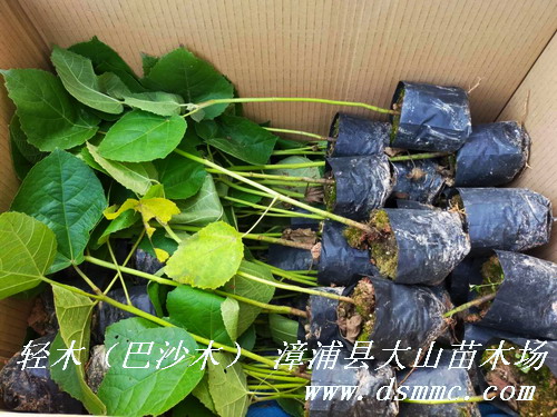 ��ɳľBalsa�pľ��