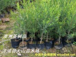 ���޲���~�����~��ǧ��֦�~����