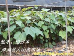 [��] ���pľ�磨Balsa����ɳľ���͠�ɳľ���͠�ɼľ��