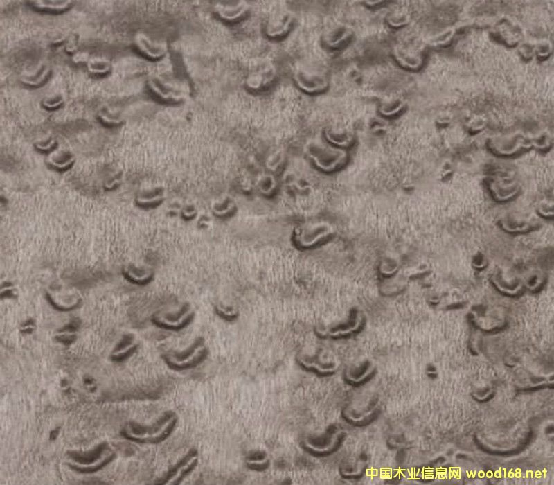 Ⱦɫȸ��ľƤ�N����Ԕ����B