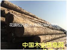 �����ɺӵ���ľ