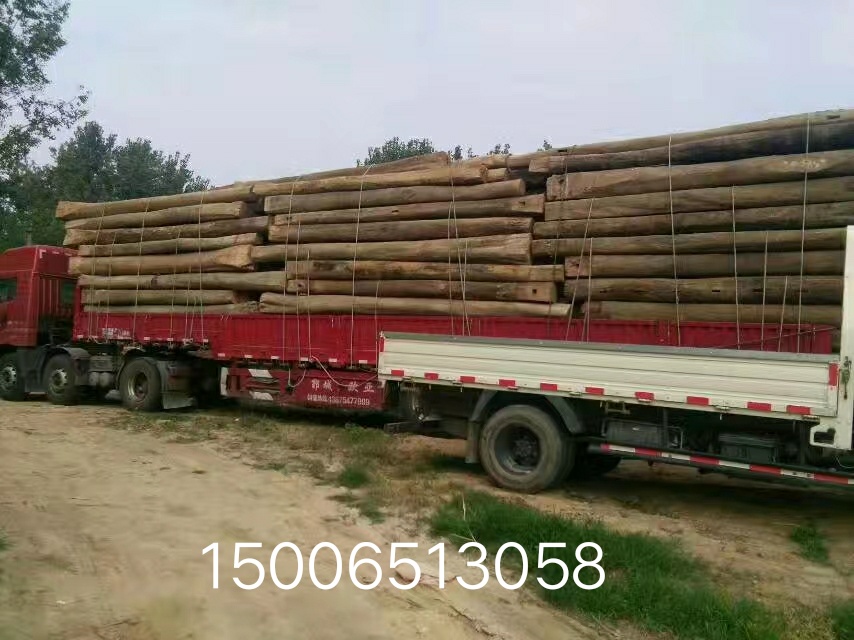 [��] ɽ�|���I�N������ľ���