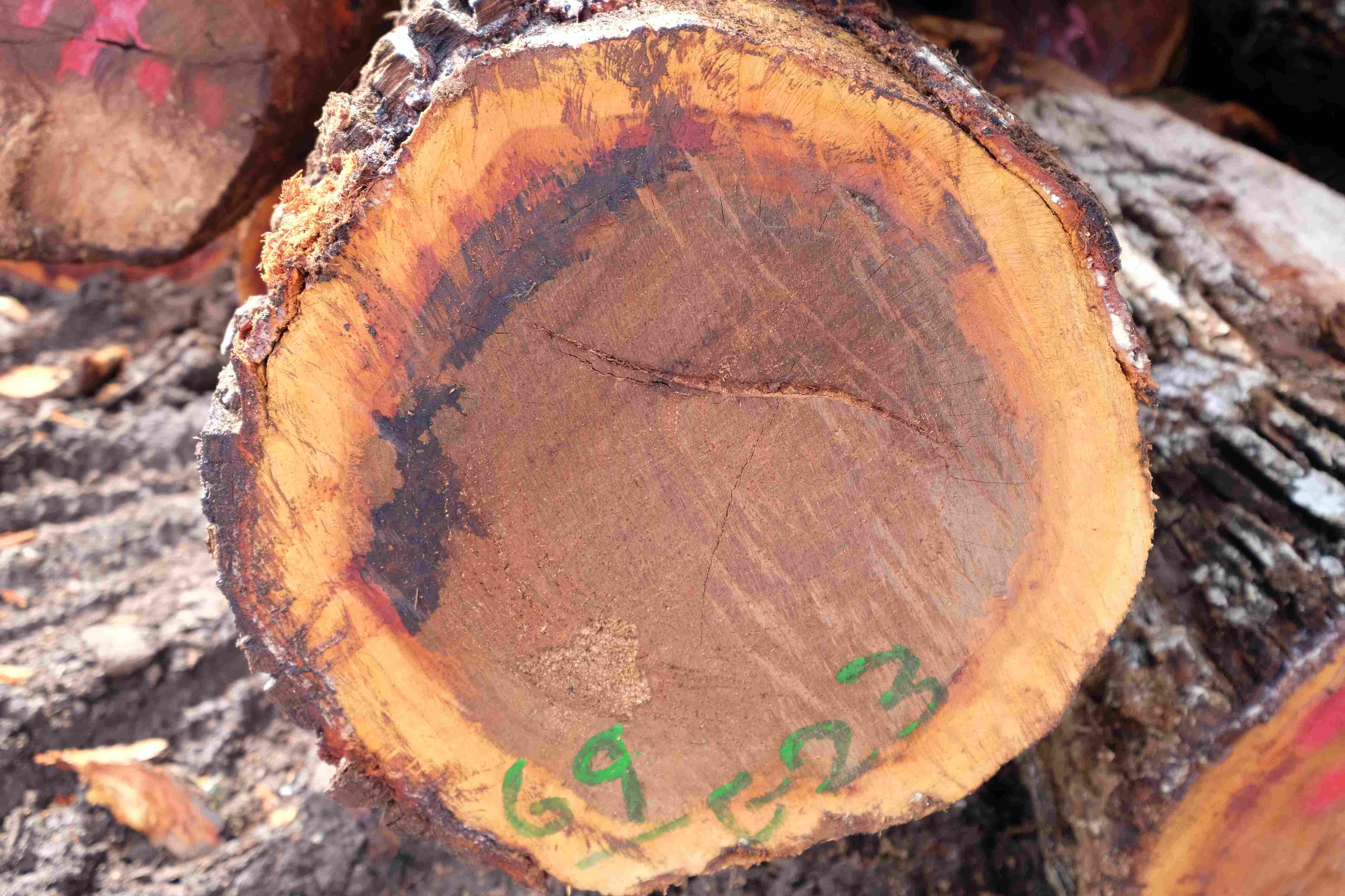 ​���Ĺ��� (CHICOZAPOTE)