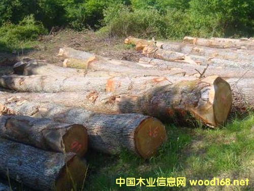 �����M�ڰ���ԭľ