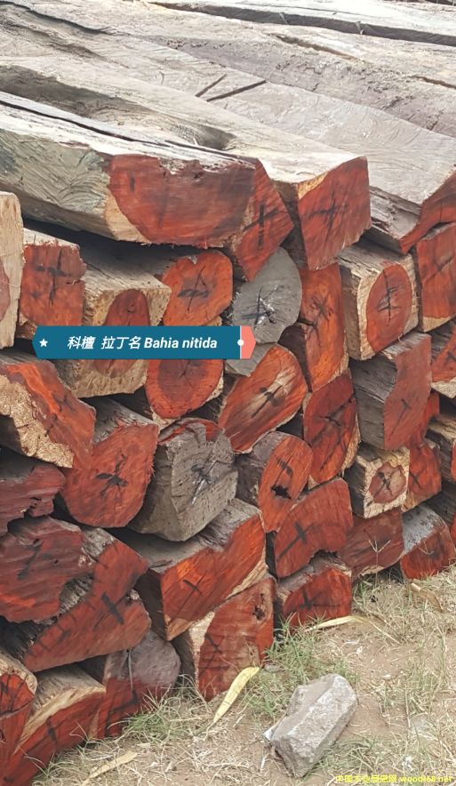 ��̴ cam wood��Ԕ����B