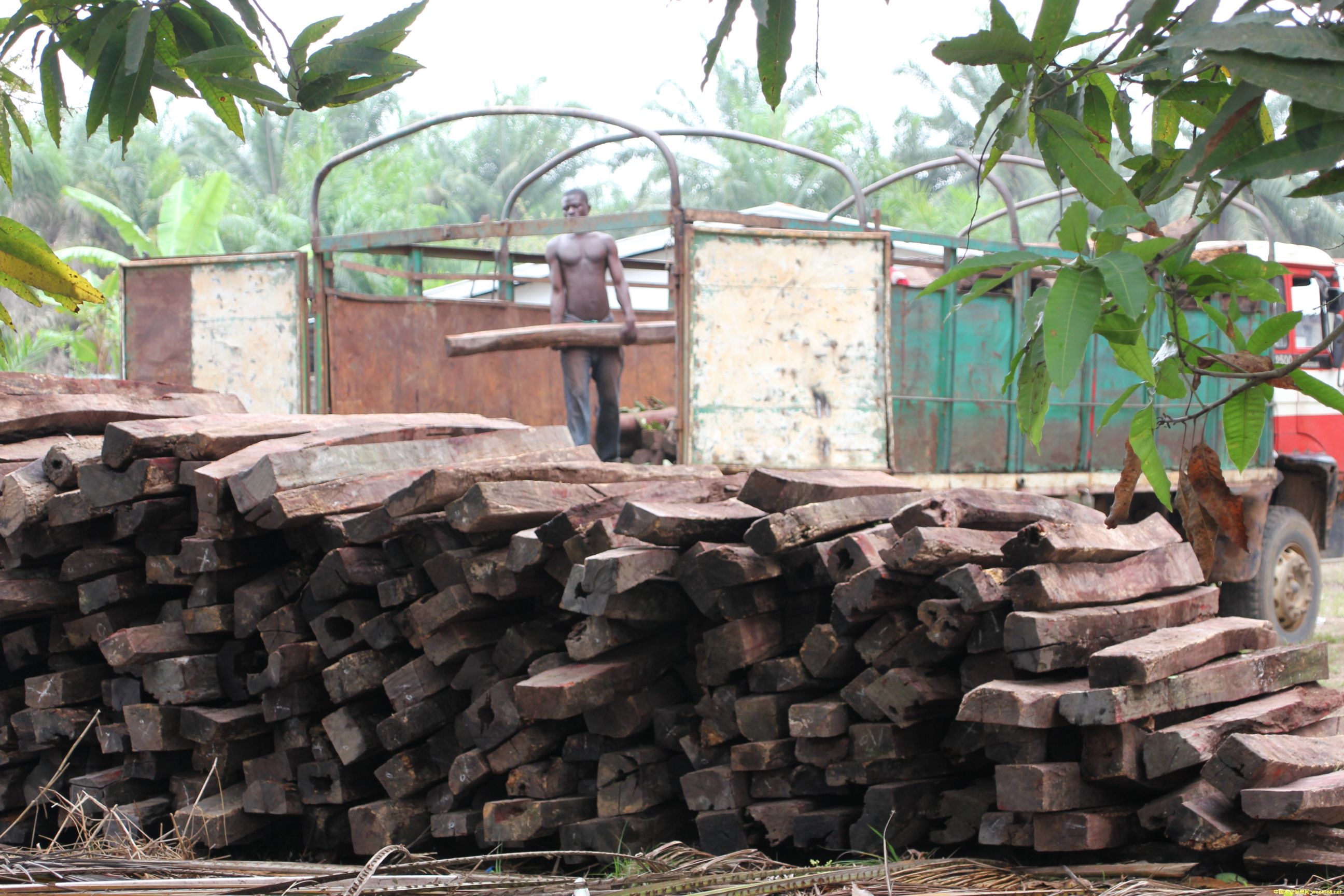 ��̴ cam wood��Ԕ����B