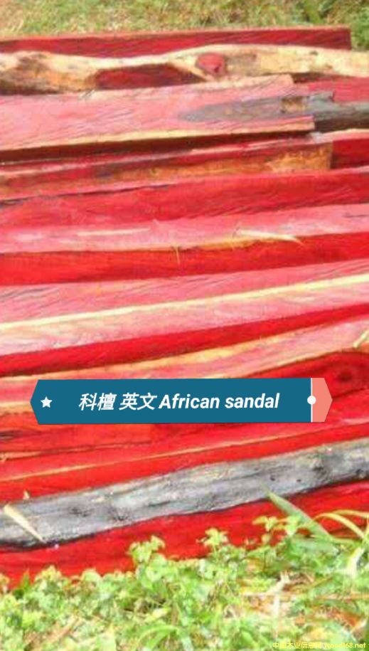 ��̴ cam wood��Ԕ����B