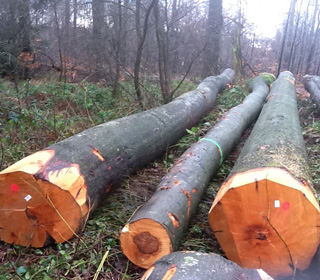 �����r(sh��)�ؼ�ɽë��ԭľ