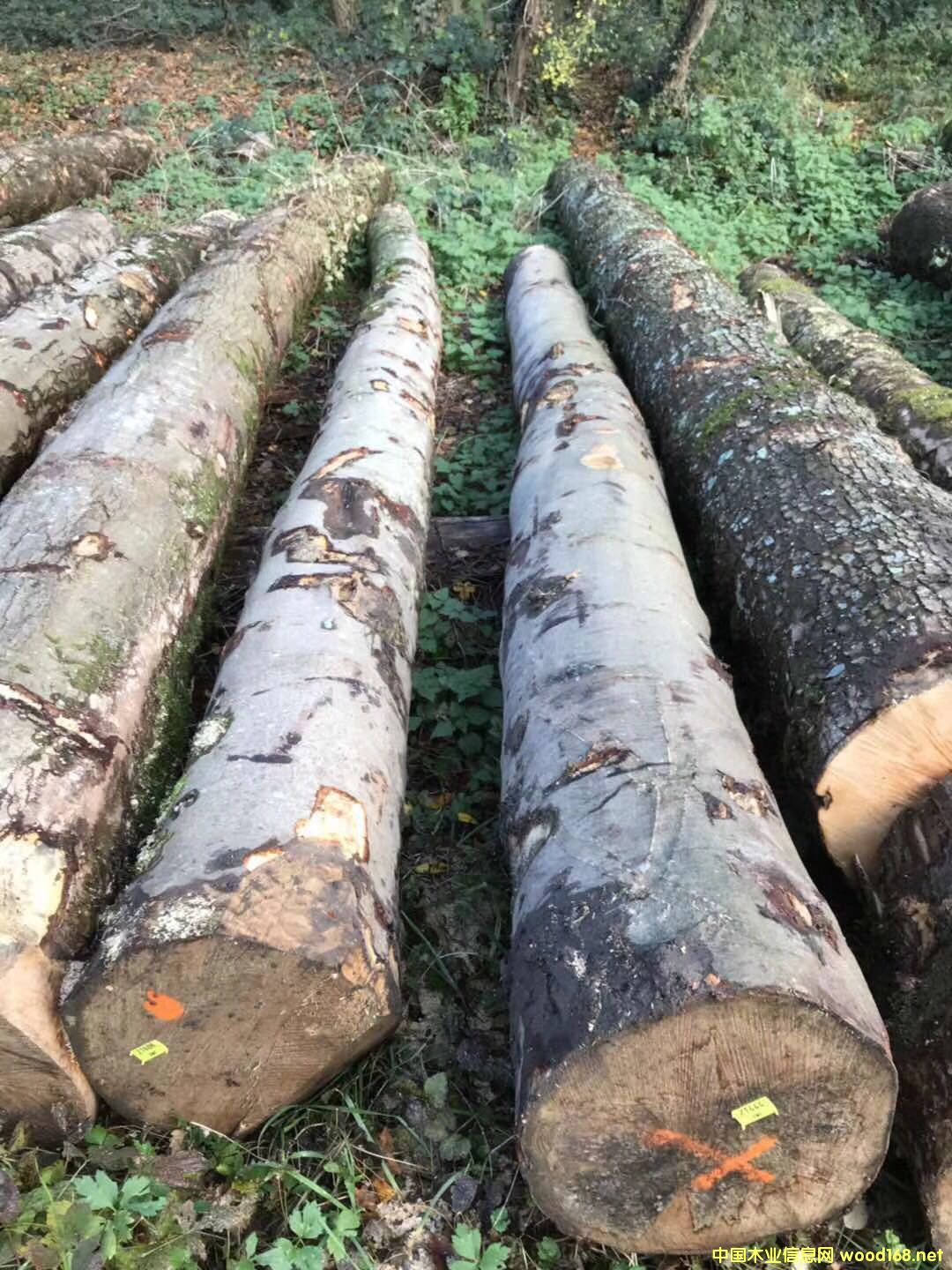 [��] �W�ޗ�ľ