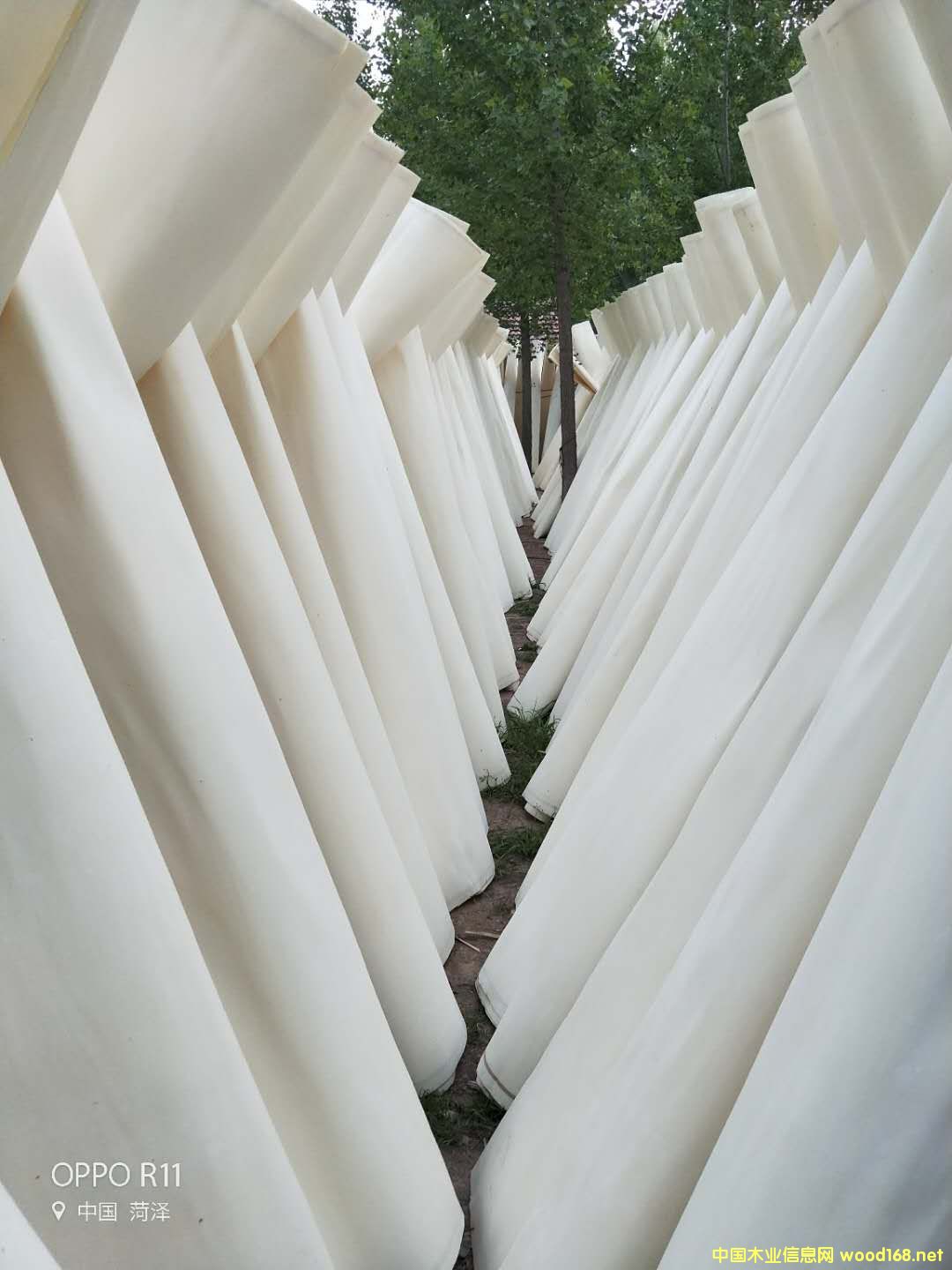 ��ľƯ�׵�Ԕ����B