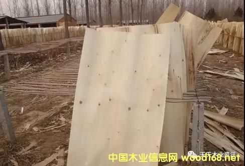 ��ľƤ�ӵ�Ԕ����B