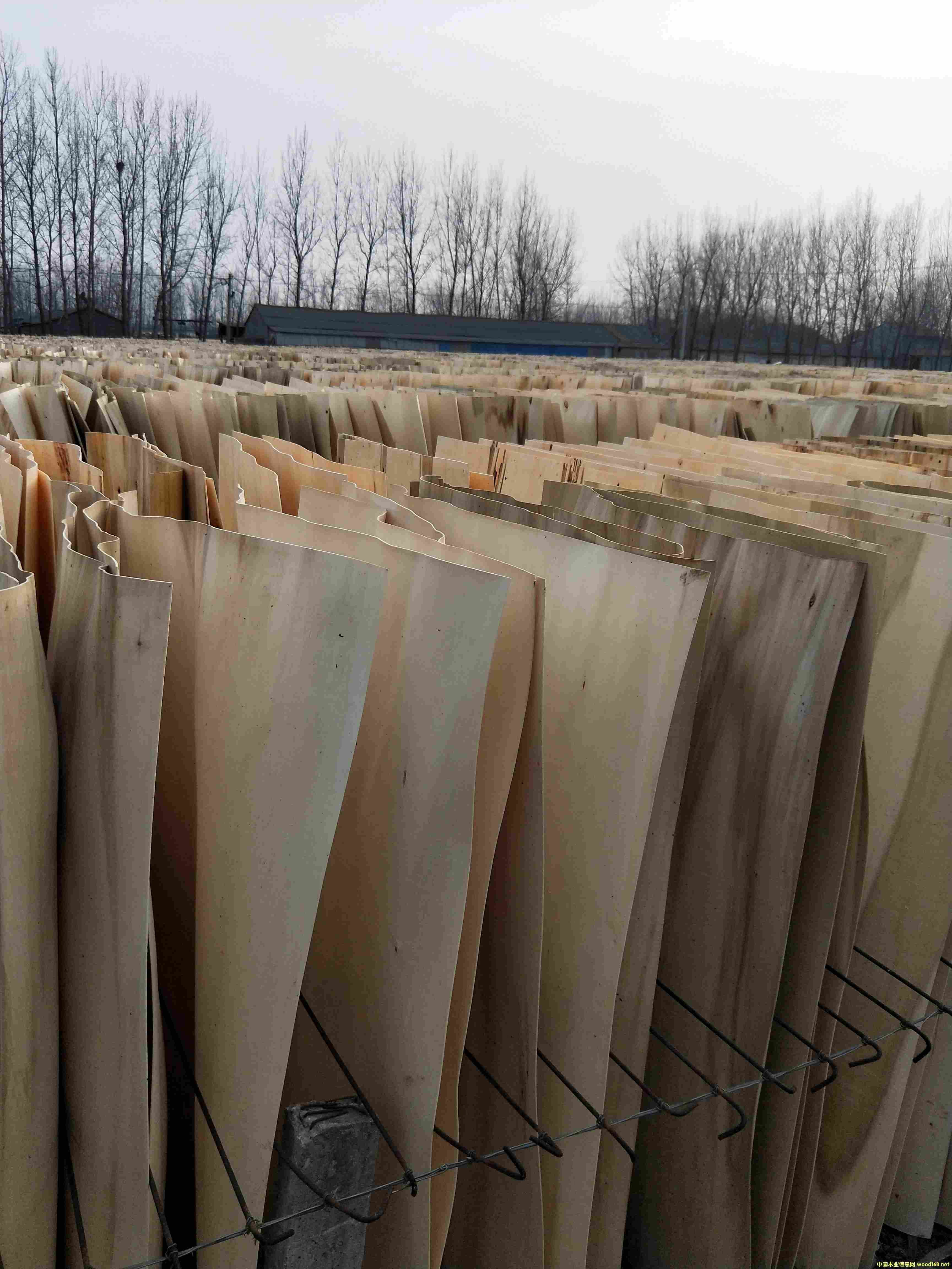 ��ľƤ��Ԕ����B