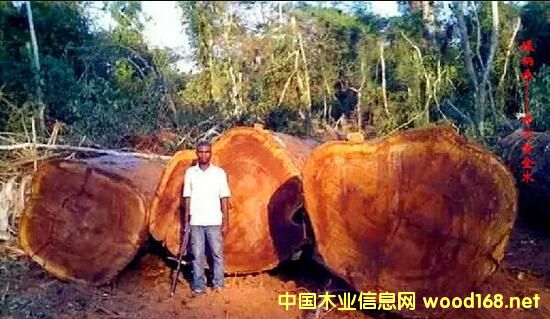 ľ�İٿƣ���G��ɣ��Iroko���������S��ľ