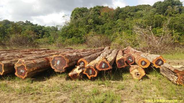 ������֦ľ