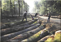 ��ľ\��ľ\��ľ��Ԕ����B