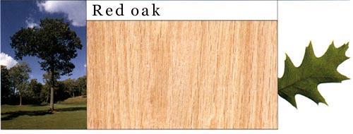 Red Oak �t���Ԕ��(x��)��B