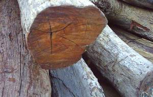 ��t��֦��Ԕ����B