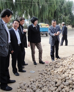 周慶鋒董事長陪同商務部公平貿易局周曉燕局長在馬鈴薯產(chǎn)區(qū)核查